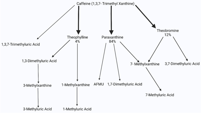 The Impact of Coffee on Testosterone Levels